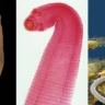 Parasitic Worms