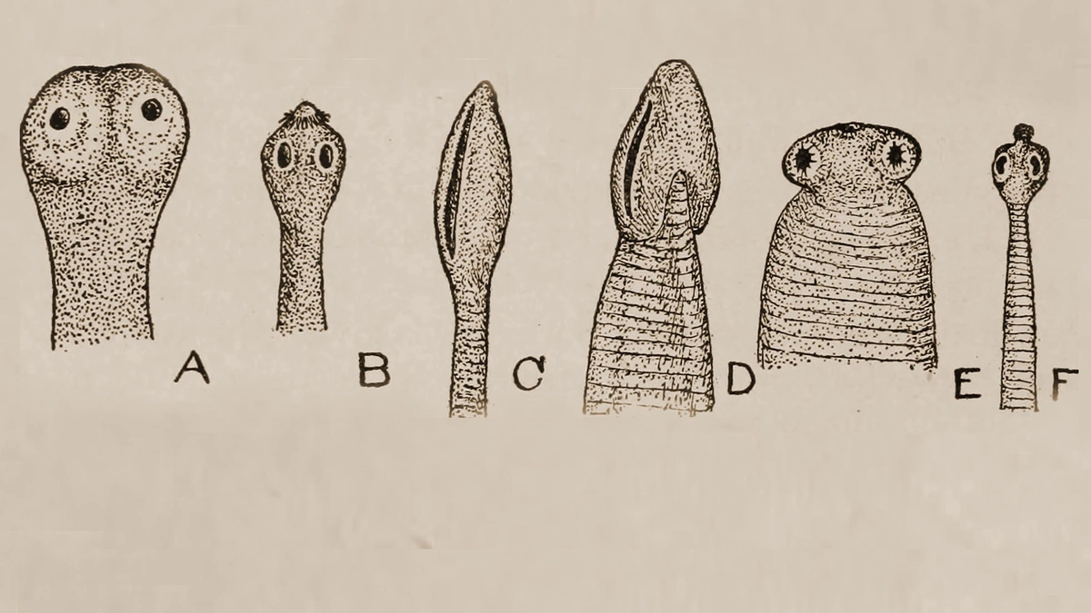 The Unseen Battlefield | A Microscopic View of Aerial Predation