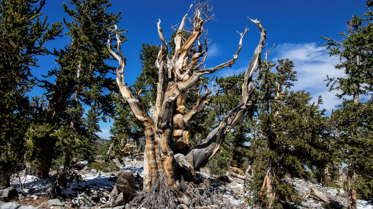 Why These Ancient Trees Matter | A Climate Chronicle