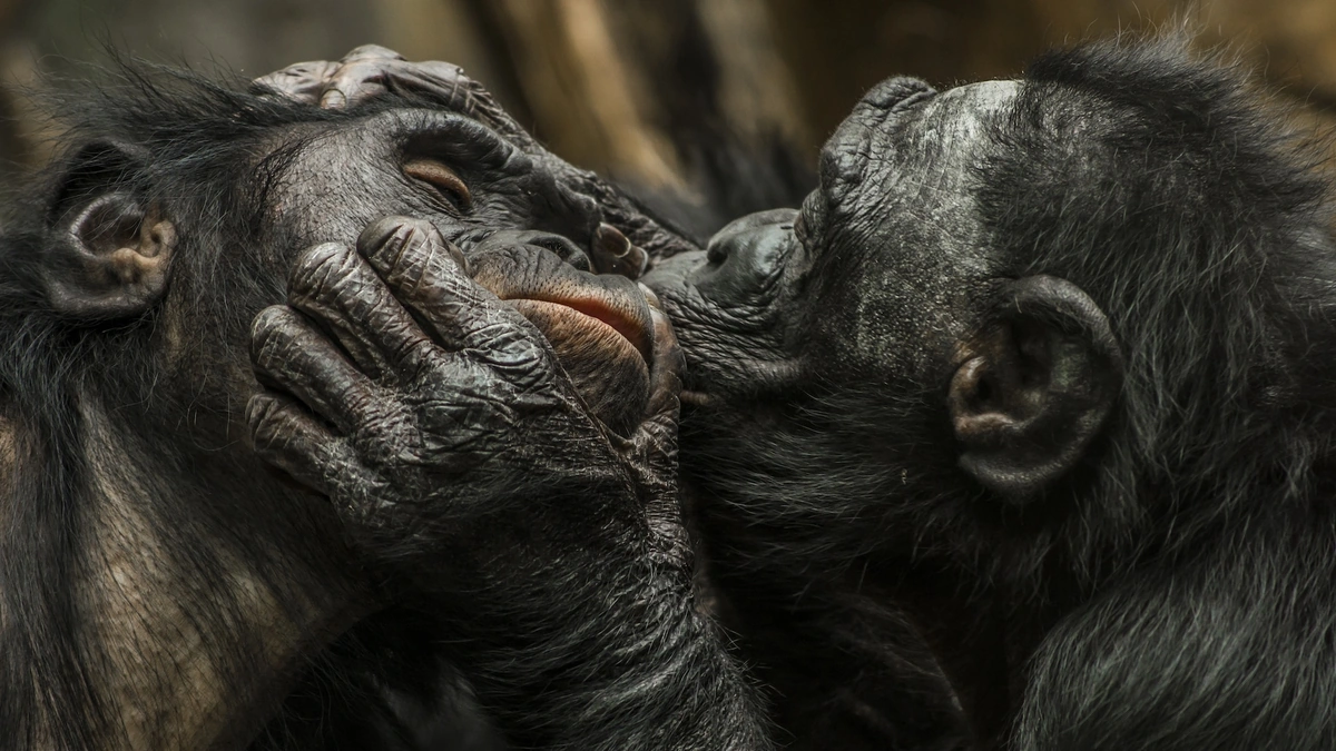 The Primate Connection | Bonobos, Chimpanzees, and Us
