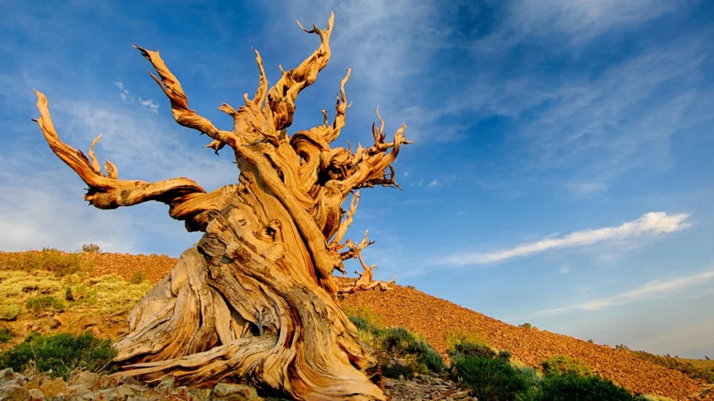 Methuselah tree