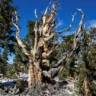 Oldest Trees