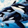 Orcas