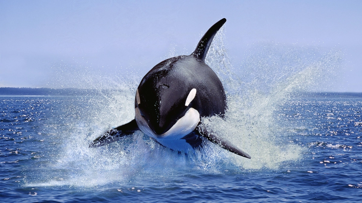 Why Orcas Targeting Shark Livers Matters