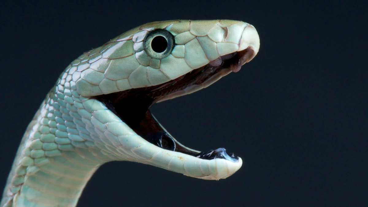 Why This New Antivenom Matters – A Lot