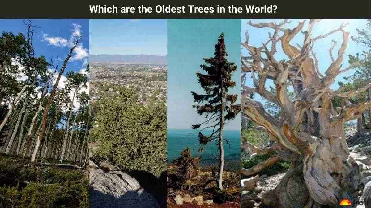 Why Should We Care About Ancient Trees?