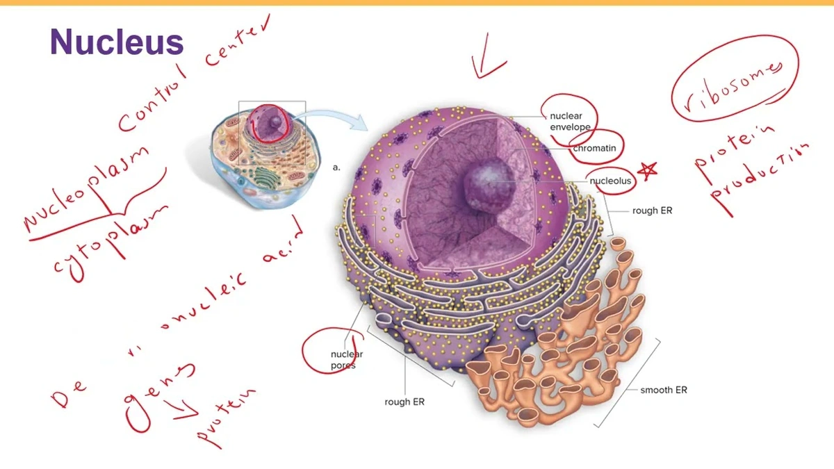 What Exactly IS a Comet Nucleus?