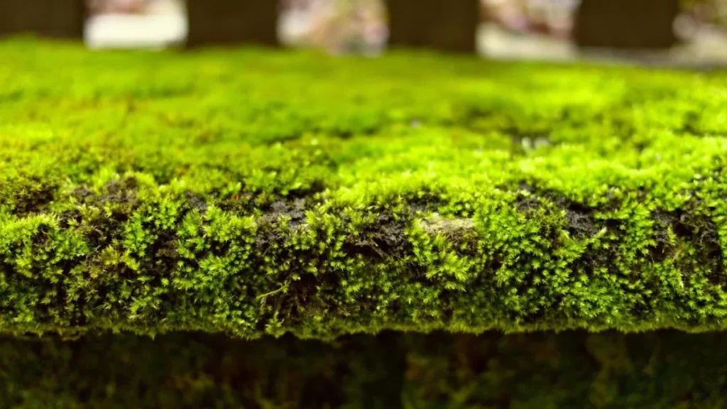 Moss