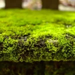 Moss