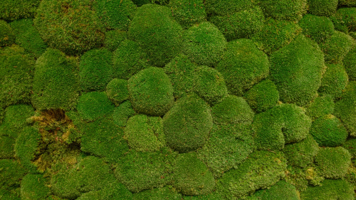 The Unlikely Space Survivor | Why Moss?